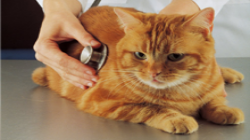 How To Choose The Best Local Veterinary Clinic