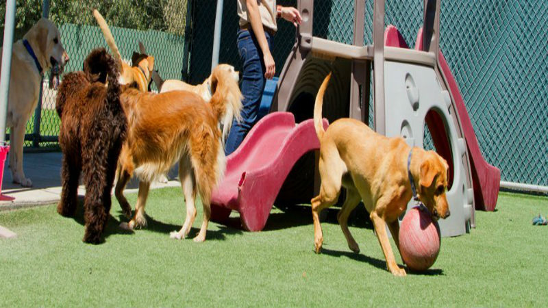 Quality Pet Sitting in Bethlehem Is Often Provided by a Competent Vet