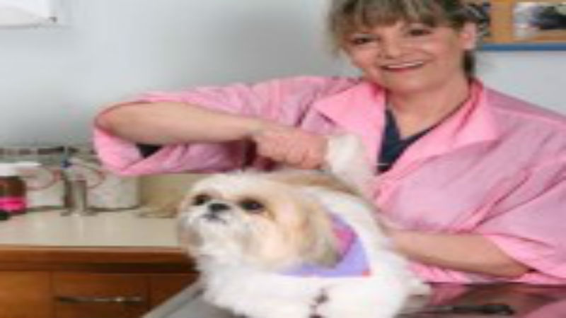 Tips for Choosing an Animal Hospital in Roswell