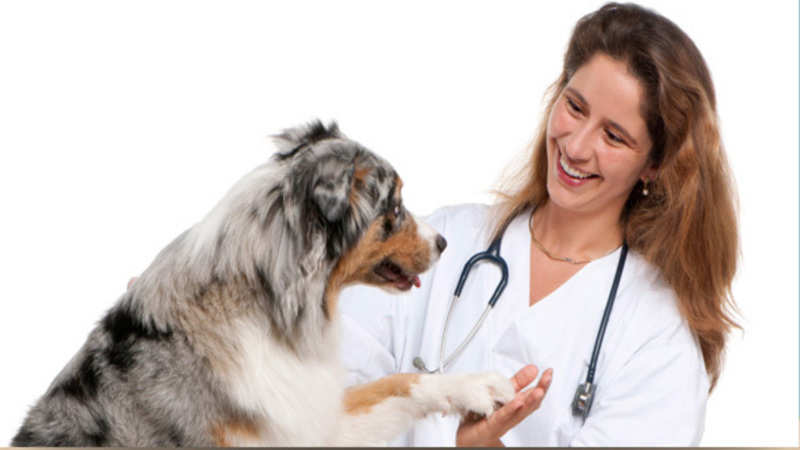 Have You Called a Veterinary Service in Joppa, MD About Your Pet’s Limp?