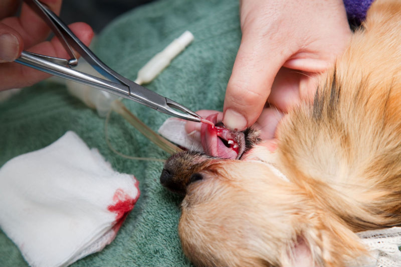 Dog Dental Care Products: What Traditional and Innovative Options Exist?