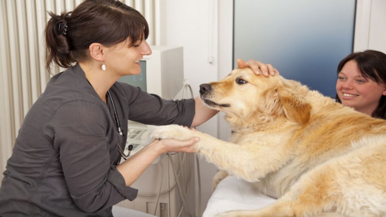 Pet Hospital in Lenexa, KS Offers Innovative Endoscopic Services