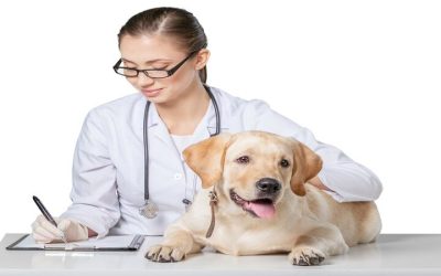 Experience Convenient Pet Healthcare At Home With Mobile PET Services For Busy American Families